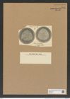 Aulacodiscus sturtii Kitt. (de-Toni-Nr.: Genus 182, Species 4551) Zeichnungen Sammlung Grunow Nr. 8157 (NHMW-BOT-W0377521)